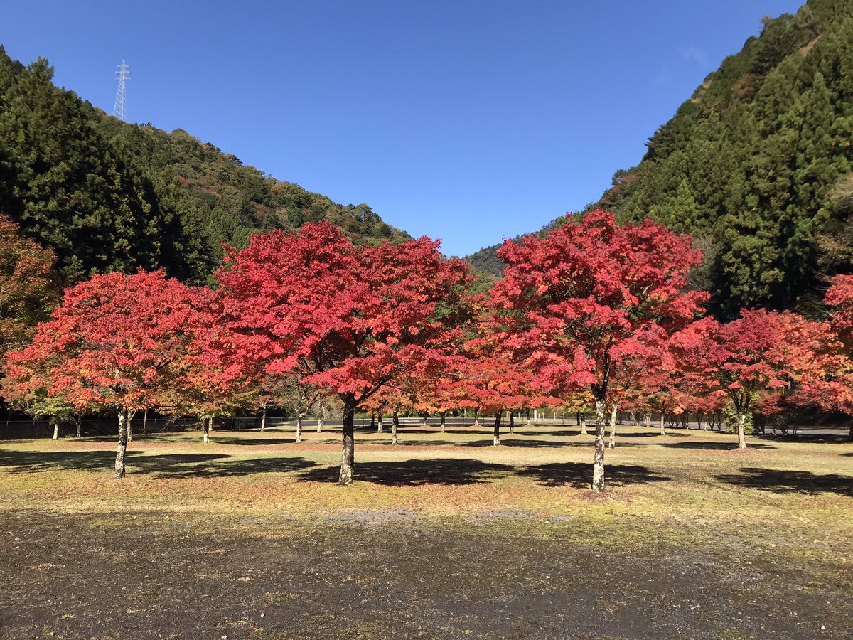 kuretake2985's tweet photo. おはようございます🍁
今朝の紅葉🍁です...🍁
今年は12月まで見れるかな〜？ https://t.co/6t9VSkU2ZE