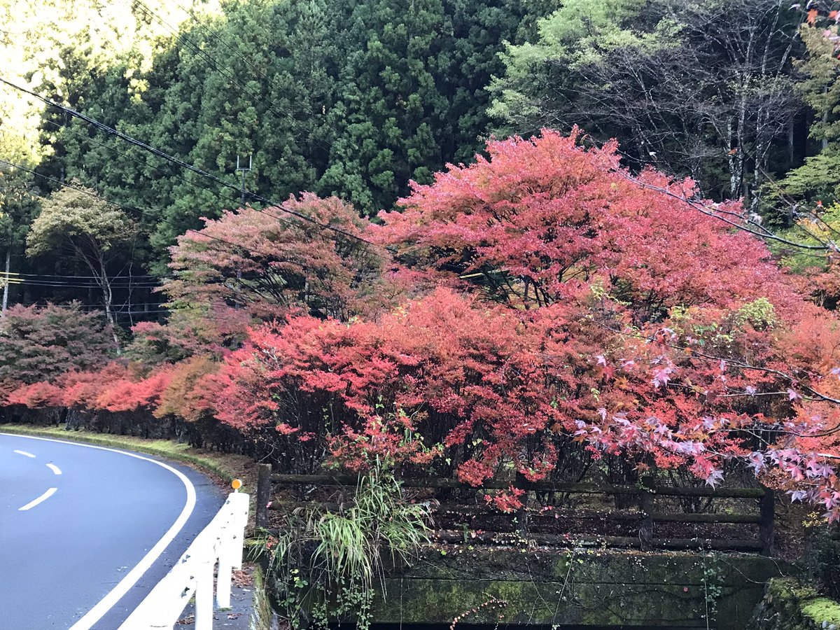 kuretake2985's tweet photo. おはようございます🍁
今朝の紅葉🍁です...🍁
今年は12月まで見れるかな〜？ https://t.co/6t9VSkU2ZE