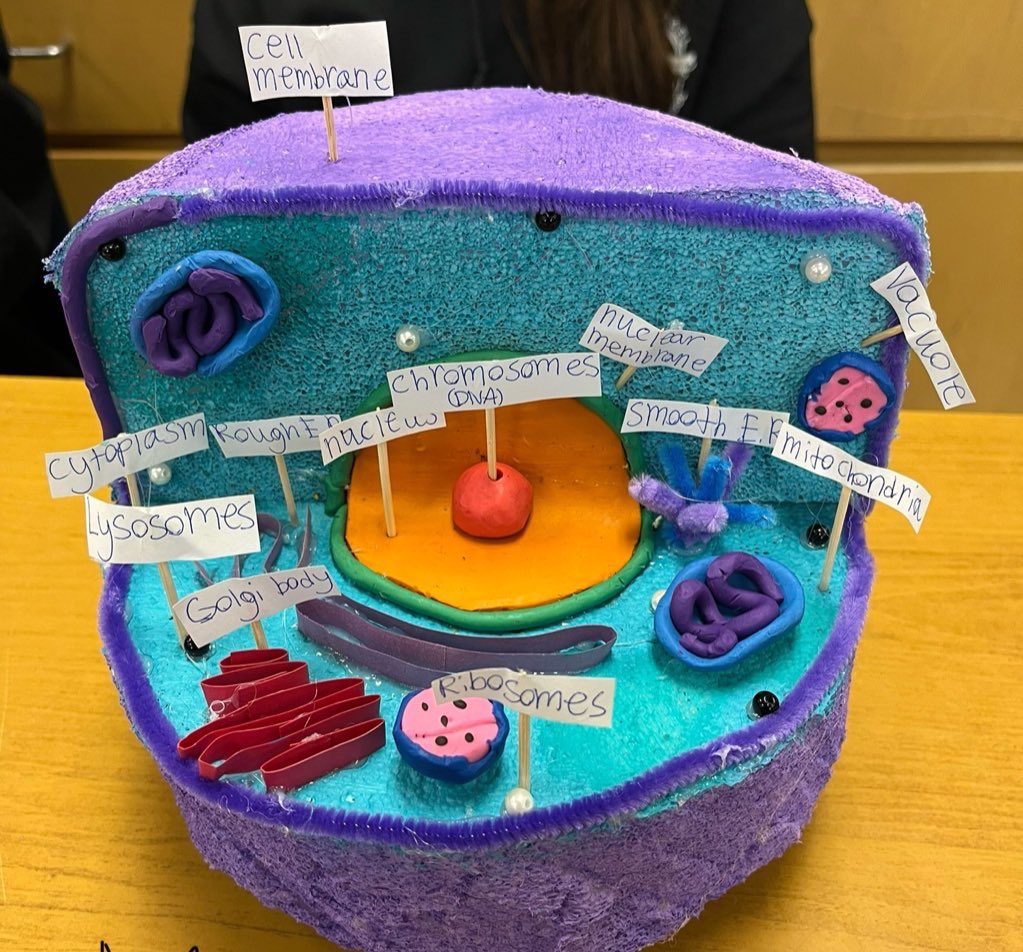 Mrs. Donovan's Gr. 7/8s tweet media