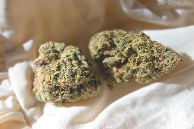 &ldquo;Pink Silky&rdquo; cannabis https://t.co/xVoYmRPJGS