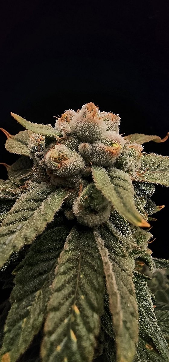 Fatman James (@fatmanjames420) on Twitter photo 