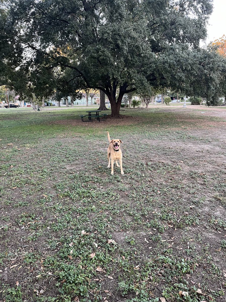 davidao7x's tweet image. Fetch w Monty #labrador #sanantonio