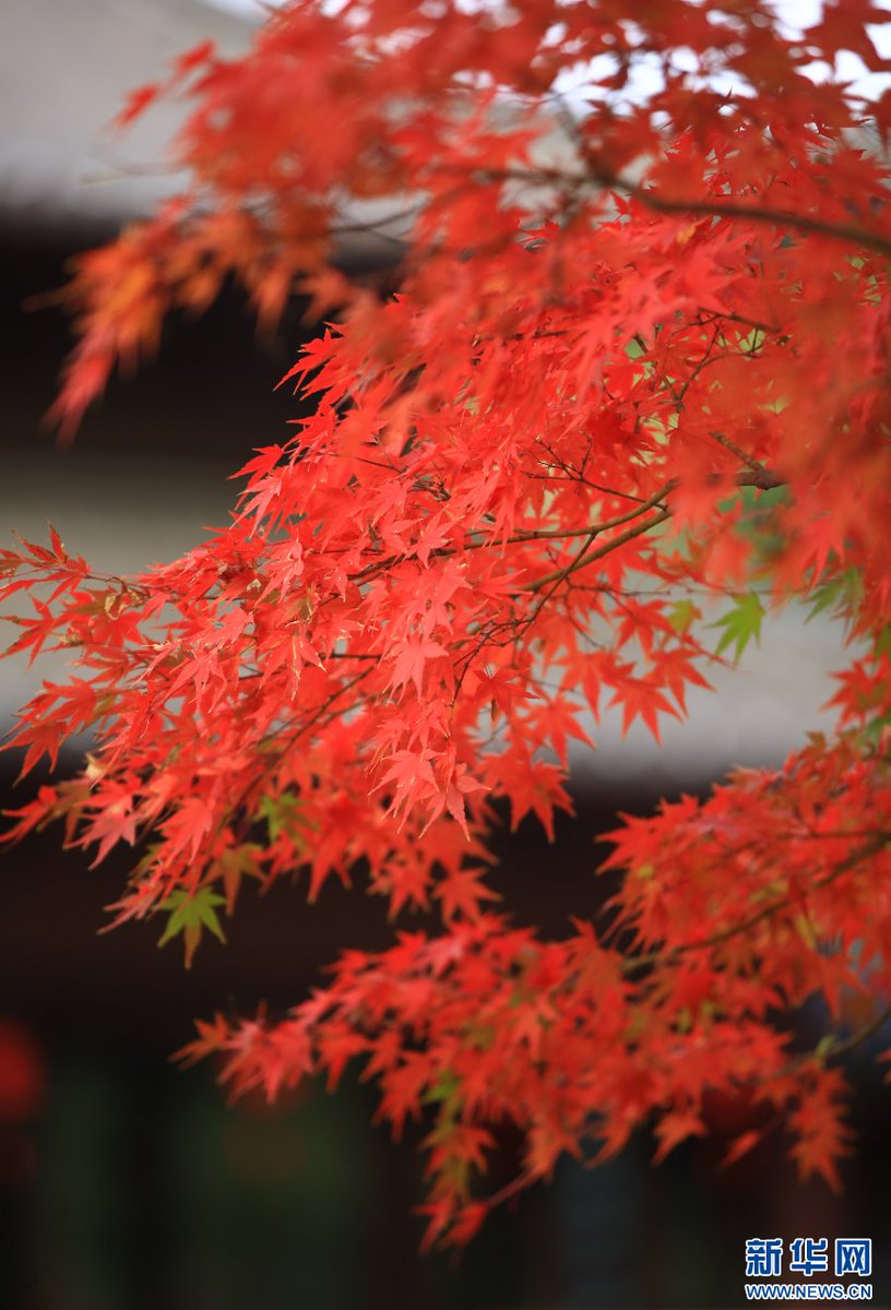PDChinaLife's tweet image. Fiery-red maple leaves have peaked at Qixia Mountain in Nanjing, east China's Jiangsu Province, leaving visitors captivated by their fleeting beauty. #LeafPeeping
