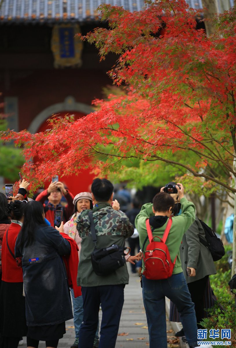 PDChinaLife's tweet image. Fiery-red maple leaves have peaked at Qixia Mountain in Nanjing, east China's Jiangsu Province, leaving visitors captivated by their fleeting beauty. #LeafPeeping