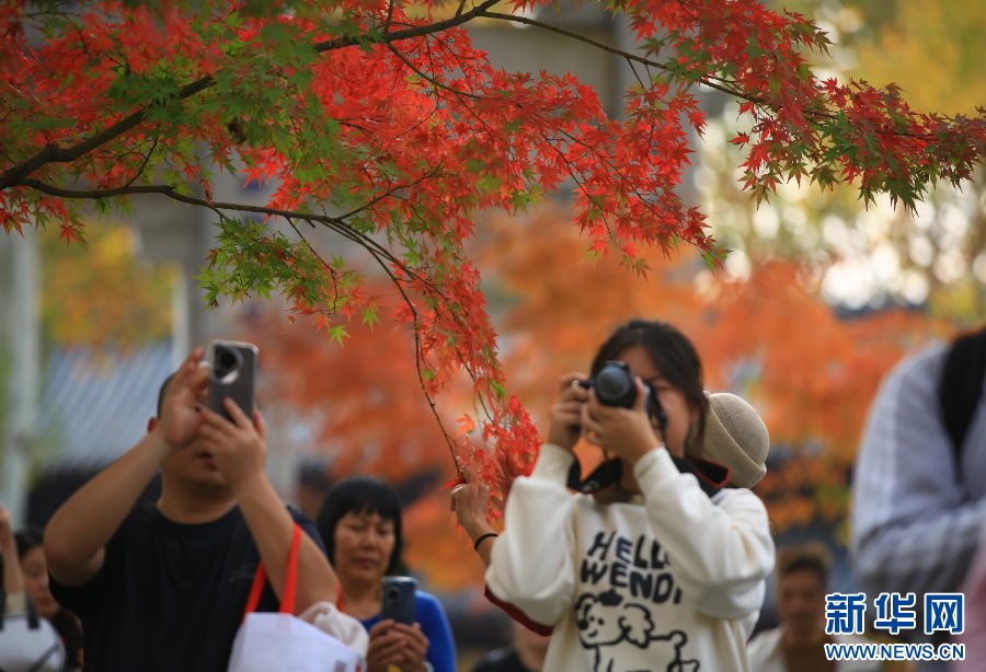 PDChinaLife's tweet image. Fiery-red maple leaves have peaked at Qixia Mountain in Nanjing, east China's Jiangsu Province, leaving visitors captivated by their fleeting beauty. #LeafPeeping