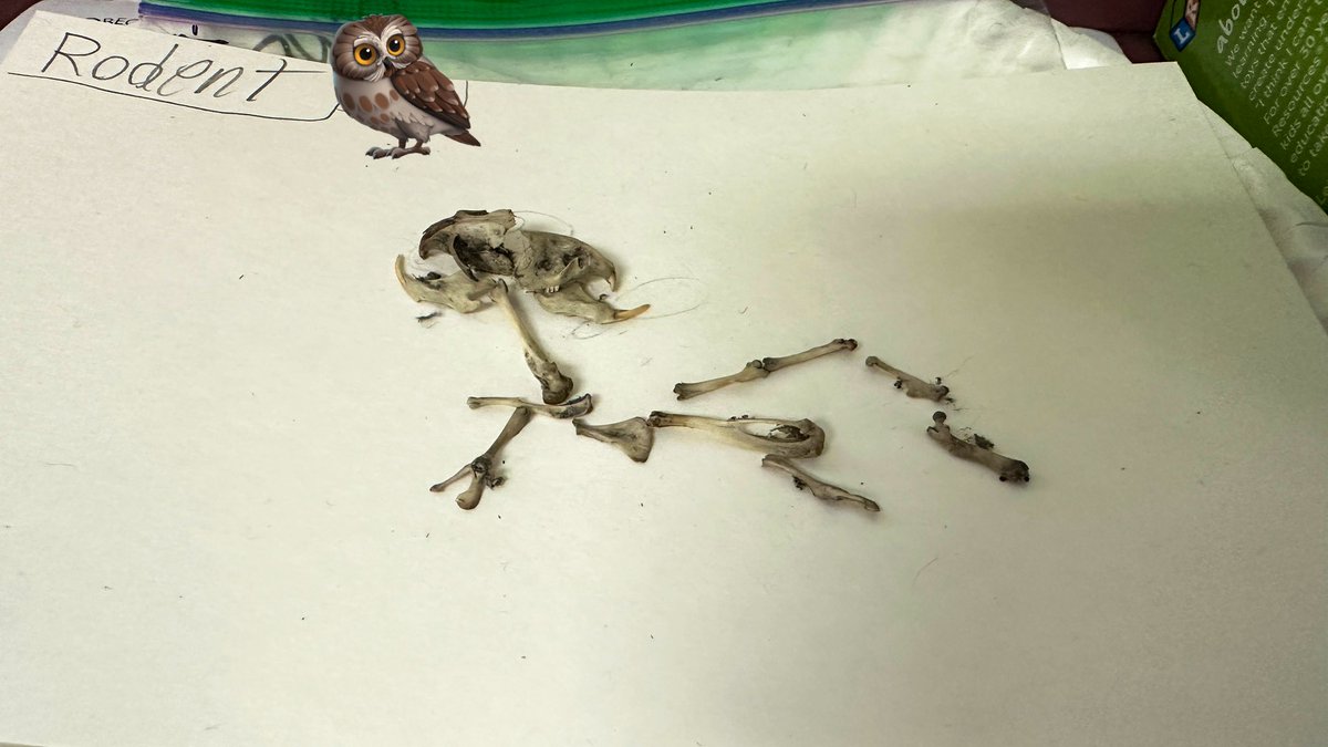 Ms. Fitz (@4thwithmsfitz) on Twitter photo Dissecting owl pellets was so much fun!
We investigated, made inferences, and built a food chain based on the bones we found. Thank you <a href="/Champs4Learning/">ChampionsForLearning</a> ! Your generous donation to our fourth graders made this possible.
#FourthGrade <a href="/GTEtoucans/">Golden Terrace Elementary</a> <a href="/MrsParlier_5/">Emily Parlier</a> <a href="/CollierScience/">Collier Science Dept</a> Dissecting owl pellets was so much fun!
We investigated, made inferences, and built a food chain based on the bones we found. Thank you <a href="/Champs4Learning/">ChampionsForLearning</a> ! Your generous donation to our fourth graders made this possible.
#FourthGrade <a href="/GTEtoucans/">Golden Terrace Elementary</a> <a href="/MrsParlier_5/">Emily Parlier</a> <a href="/CollierScience/">Collier Science Dept</a>