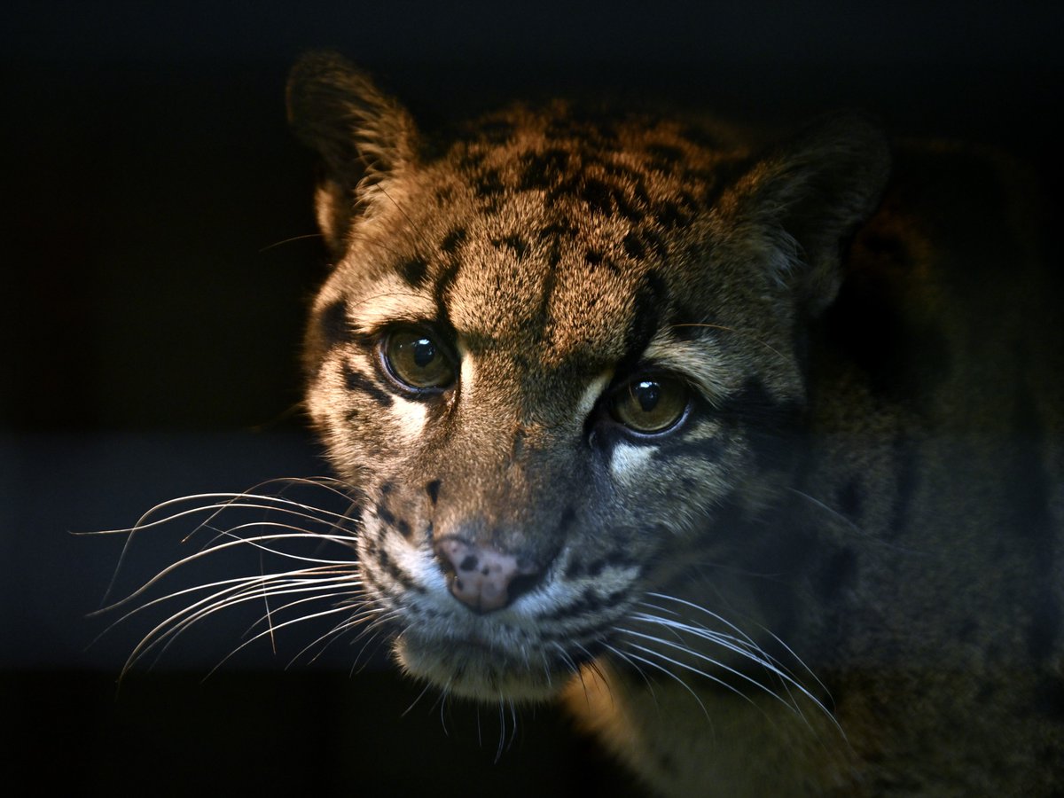 zooman_koichi's tweet image. 昨日のこと
優しい目線👀をもらいました
憐れんでくれているような気がして😅
今日は自宅療養しています
#ウンピョウ #ズーラシア #CloudedLeopard #zoorasia