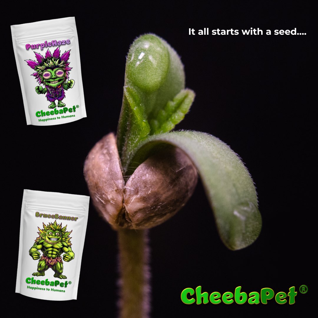CheebaPet's tweet image. Seed packs are now LIVE at cheebapet.com 
Choose between 2pk 6pk, and 12pks 
98% germination rate, genetics tested, and 12 week autos! #CheebaPet