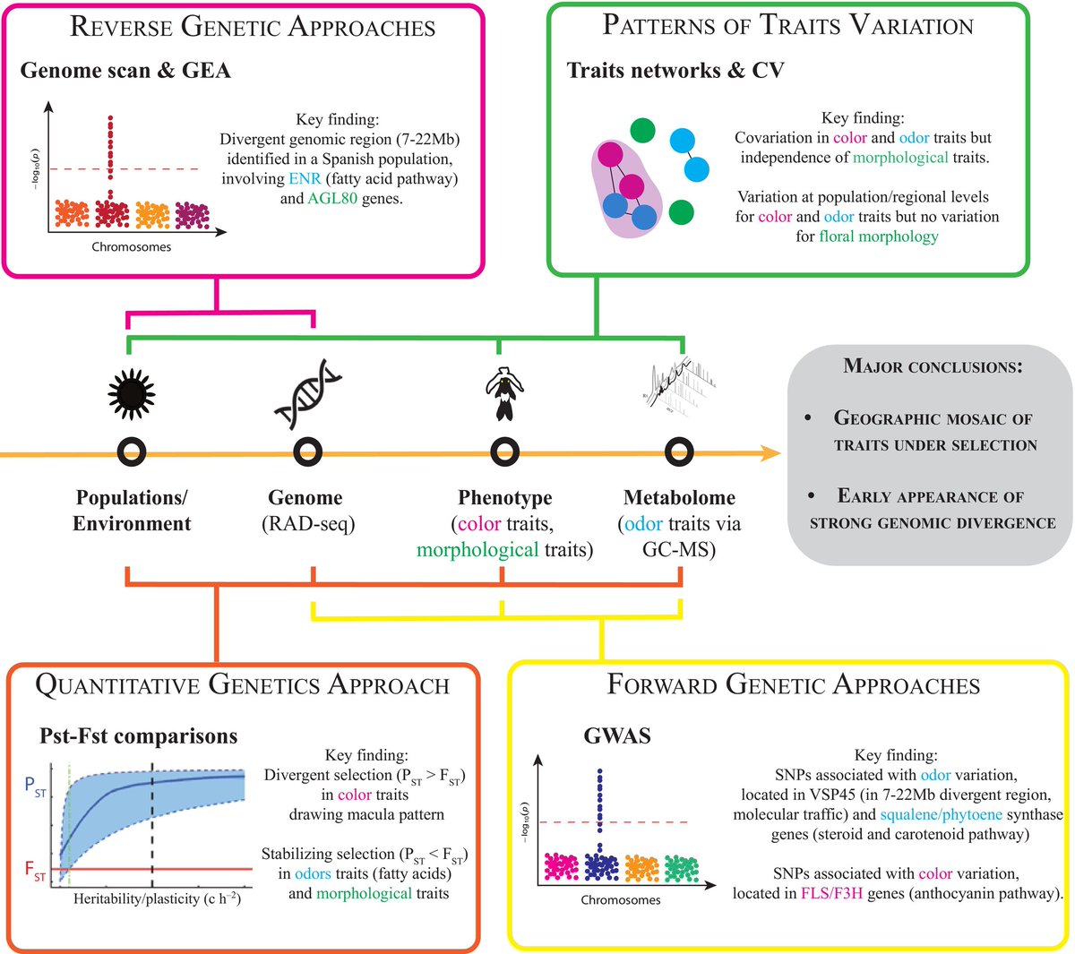 Floral phenotypic divergence and genomic insights in an Ophrys #orchid: unravelling early speciation processes

Gibert et al. <a href="/LGDP_Perpignan/">LGDP</a> 

📖 nph.onlinelibrary.wiley.com/share/6ASHEWQW…