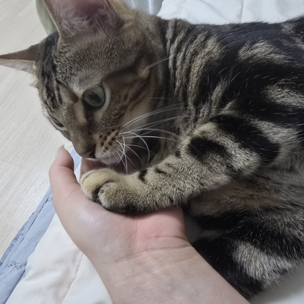 우롱이 잘 지내고 있습니다 ദ്ദിᐢ. .ᐢ₎ 

이 사진이 5개월 아기처럼 나오지 않았나요?
우롱이의 어린시절을 엿본 기분..