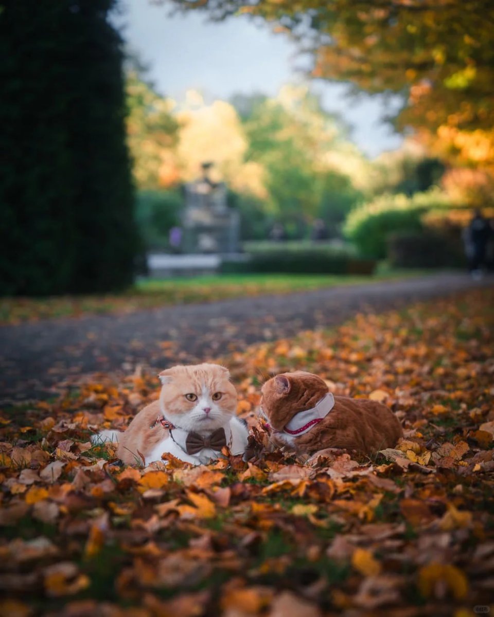 orientalli's tweet image. An orange cat resting among the fallen autumn leaves, with a tree-lined path in the background