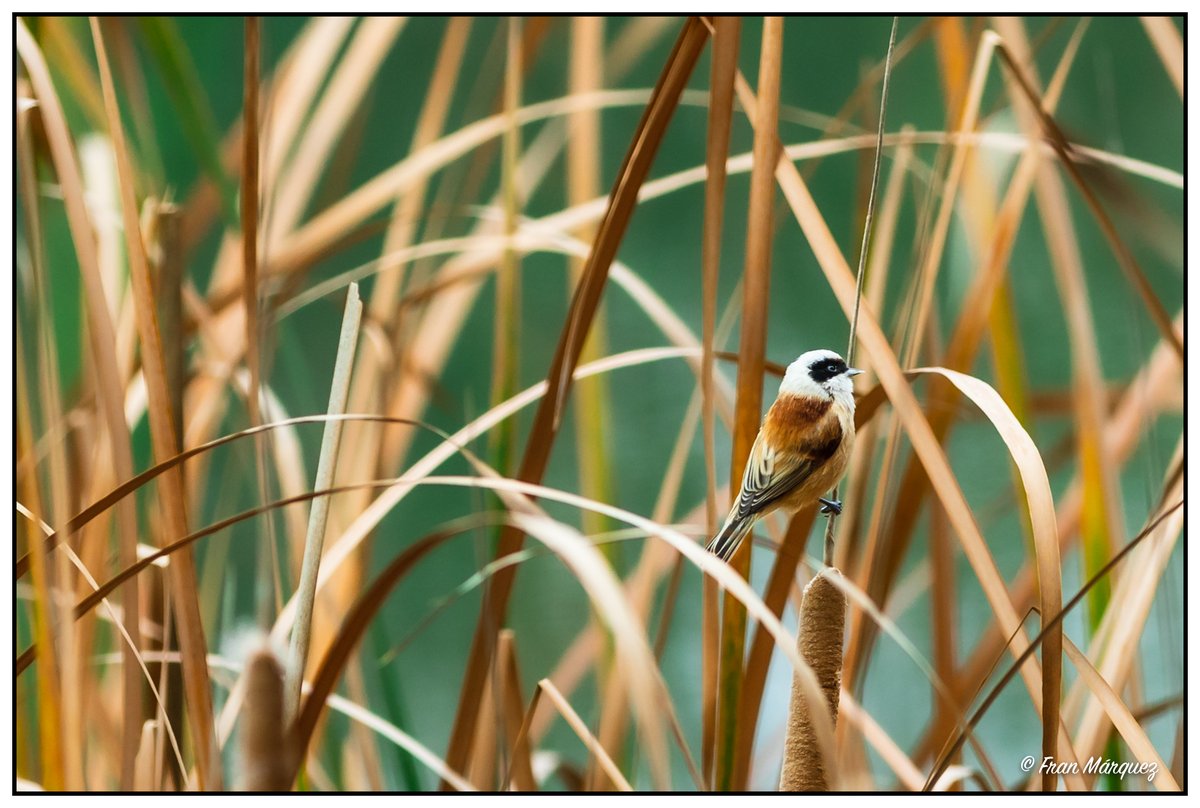 ParqueAlamillo's tweet image. ¿Sabias que las 🐦 aves del #ParqueAlamillo es el componente de mayor riqueza y con mayores posibilidades de observación o audición ?
📷 facebook.com/franmarquezfot…
@_Fran_Marquez_
@Rocio_DiazJ @Ayto_Sevilla @JuntaSevilla @FomentoAND