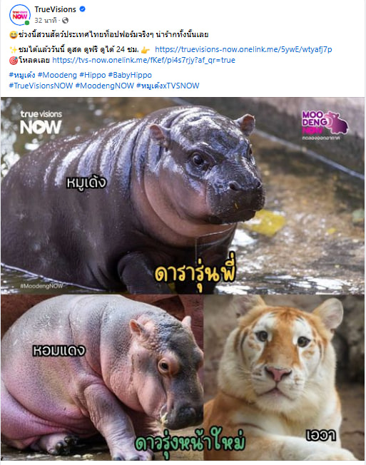 avathecutetiger's tweet photo. Who stands out from the crowd? 🤔✨

$AVA $SOL #SOL #AVA #GOLDENTIGER  💕 #ChiangMaiNightSafari #ChubbyCatVibes 📷 https://t.co/KX0HfOP6cP