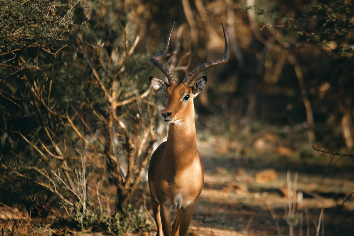 Erindi Game Reserve tweet media