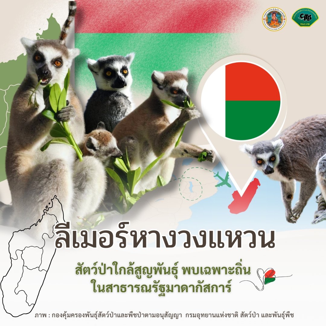 pr_prdnp's tweet photo. “ลีเมอร์หางวงแหวน” มีใบหน้าเรียว จมูกยื่นยาว โดดเด่นที่หางสีดำตัดสลับสีขาวเป็นวงแหวน และเป็น 1 ใน 4 สัตว์ป่าเฉพาะถิ่นของเกาะมาดากัสการ์ ที่กรมอุทยานแห่งชาติ สัตว์ป่า และพันธุ์พืช กำลังพากลับบ้าน 

#ลีเมอร์หางวงแหวน #CITES #กรมอุทยานแห่งชาติ https://t.co/ussgzSk1Dr