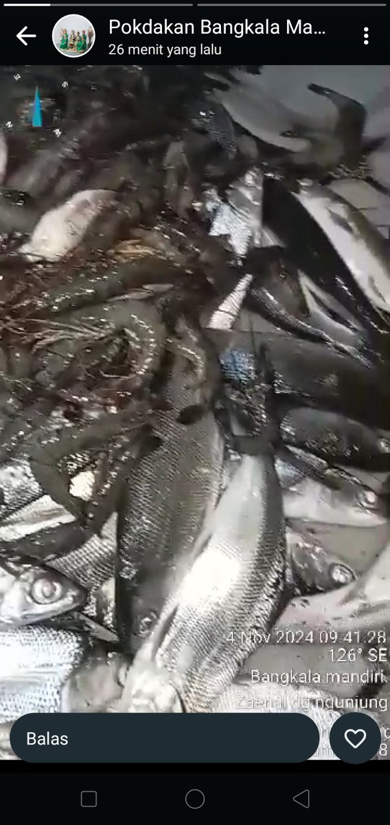 PiSyuhada's tweet photo. Syuhada LuhKKP Jeneponto, Senin (04/11/2024) terima laporan panen udang Windu sebanyak 15 kg a) Rp. 75.000 dan ikan Bandeng sebanyak 150 kg a) Rp. 25.000 dari Pokdakan Bangkala Mandiri Desa Tuju Kecamatan Bangkala Barat Kabupaten Jeneponto #GiatLuhSatminkalMaros #LuhLapor https://t.co/OGOAjMpdMU