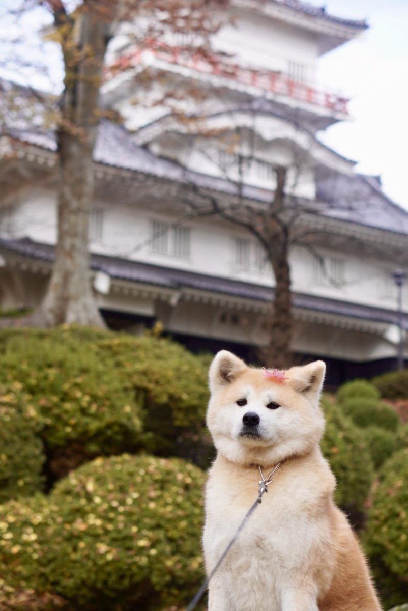 千秋公園の紅葉うつくしい。 #findakitacity #秋田犬 #秋田犬ふく