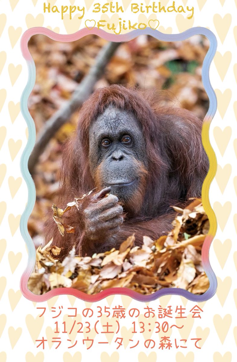 オランウータン のフジコさん🦧💕 35歳の #お誕生日 おめでとう