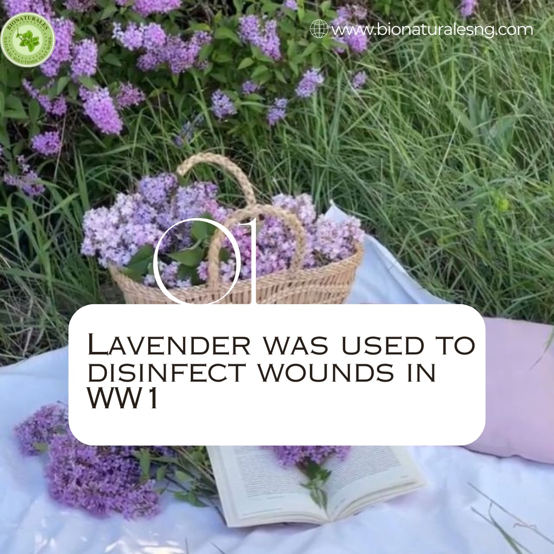 BNaturalesng's tweet photo. Did you know? Facts about lavender, that you would be surprised to know. 

Slide through each of them, and learn more. 

#lavender #facts #factsyoudidntknow #essentials #EssentialOils #essentialoilblends #DavidoAt32 #davido #UNCLEK  #LISA #thisisme #topmodel https://t.co/pJMys8f9EX