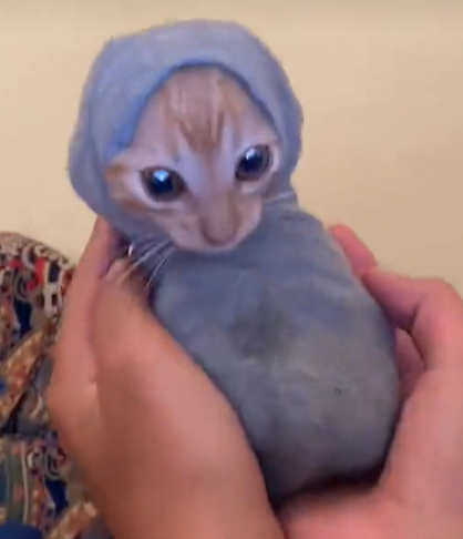 @GandalfCTO $catsock says GN

Look how cozy he is

GLM1dRBuhtmxKncC2sTqcvbXBxMeu4P56WsPJrYepump