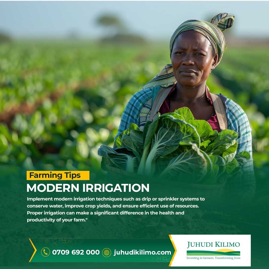 Irrigation is key to boosting crop yields and ensuring sustainable farming. Keep your crops healthy and thriving with efficient irrigation systems a smart investment for a bountiful harvest. 

#FarmSmart #IrrigationTips #JuhudiKilimo #EmpoweringFarmers #SustainableAgriculture