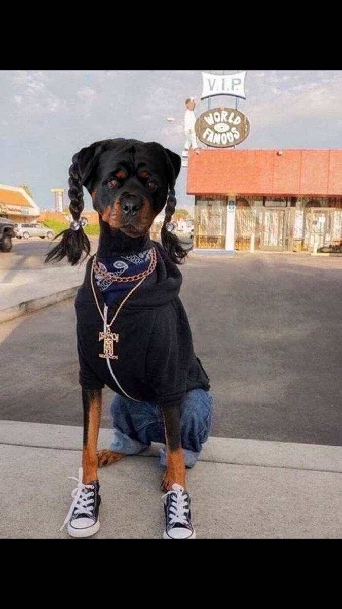 Dyce the Rottweiler tweet media