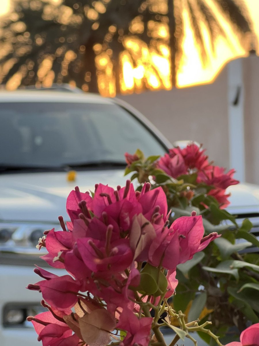 #هــshــمسه tweet media