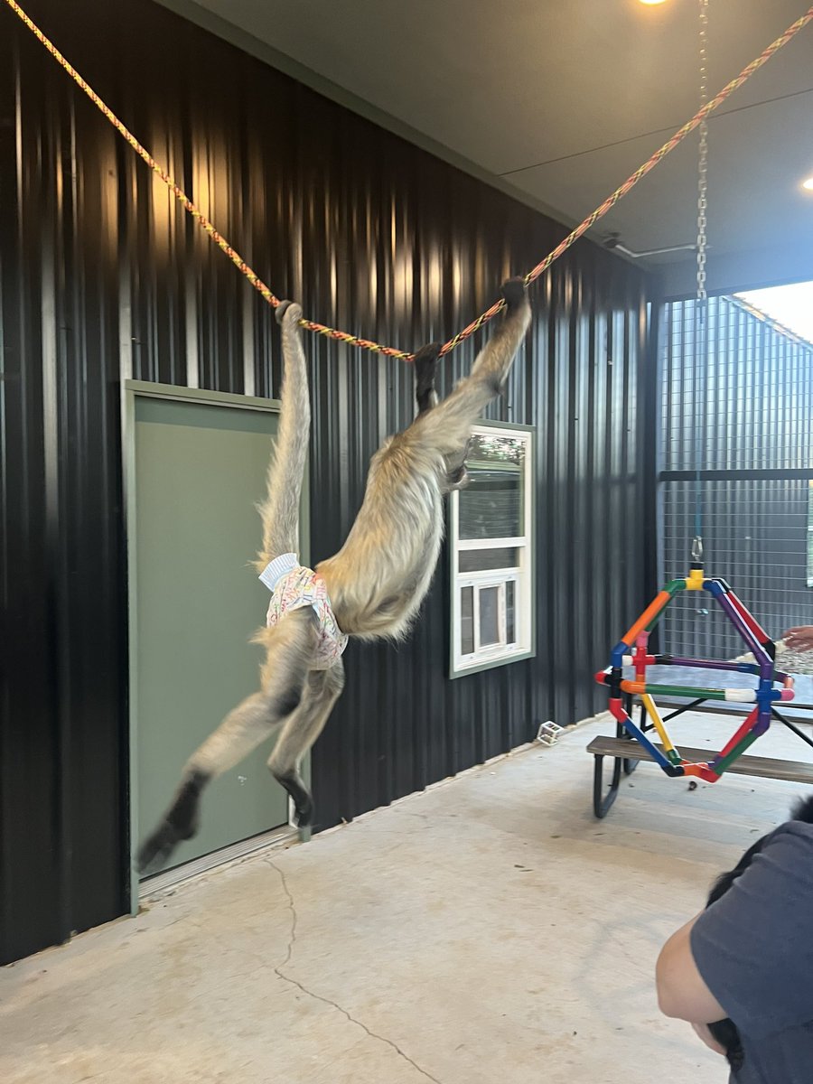 kenjitokenllc's tweet photo. $JORGIE N Friends #spidermonkeys #charity #love 

Show your love in supporting this great cause for our Primate community. 

Dwan is absolutely awesome and doing a great job in taking care of these beautiful babies ❤️❤️

Donate please guys to the below website 

https://t.co/mAwNw3YxLg

@DwanPerrin ❤️❤️❤️