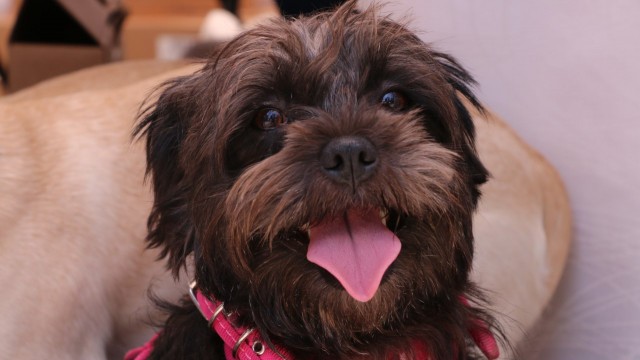 Hilo que te orienta para saber ¿Dónde puedes denunciar el maltrato a los animales?🐶
Puedes acercarte a la:

Brigada de Vigilancia Animal (<a href="/SSC_CDMX/">SSC CDMX</a>): 55 5208 9898

Procuraduría Ambiental y del Ordenamiento Territorial (<a href="/PAOTmx/">PAOT</a>): 55 5265 0780

Juez Cívico (<a href="/CDMXConsejeria/">ConsejeríaCDMX</a>)

1/3🧵