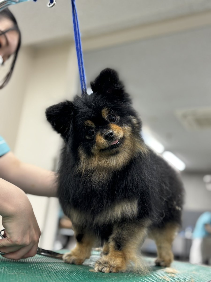 nanba_pet's tweet photo. 今日はポメラニアンDAY🐶

#ポメラニアン
#タヌキカット
#桃尻 https://t.co/w13TN9vjTw