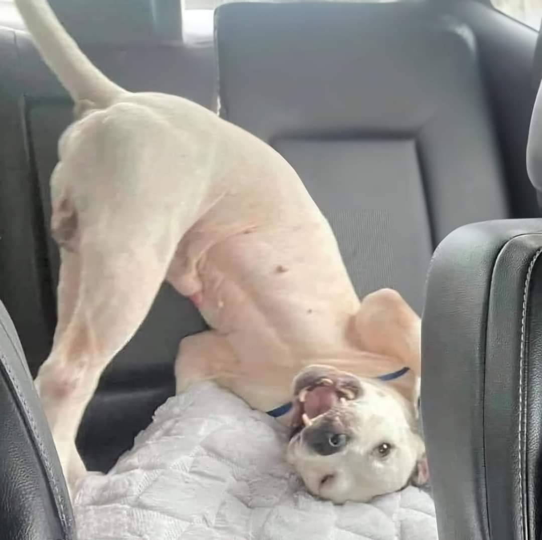 🐾 This is what pure happiness looks like! After 4 years in the shelter, we're finally heading HOME!  From shelter cage to forever family - dreams do come true! ❤️ May all shelter pets find their happy ending! 🏠