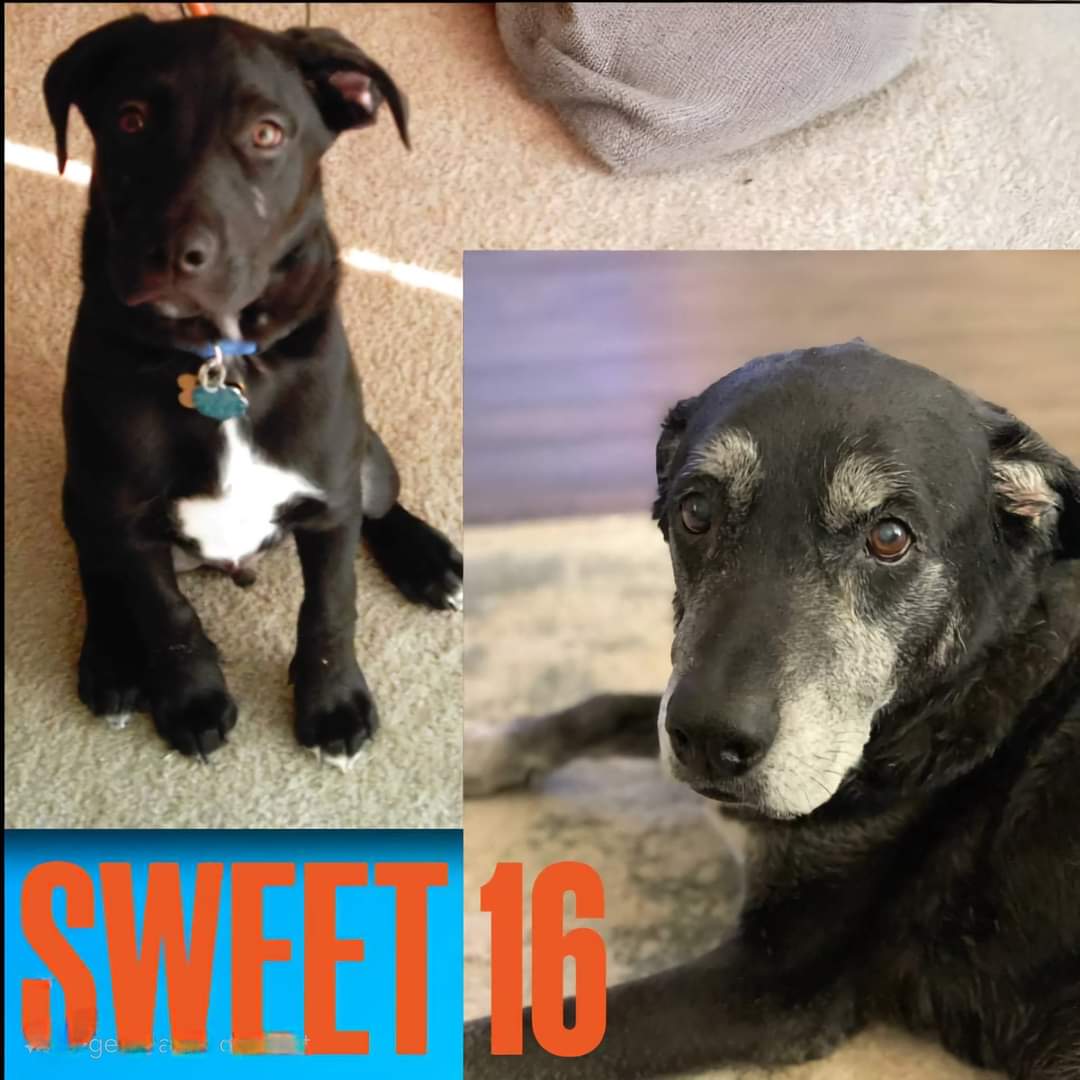 This beautiful dog is 16 years old today ❤️