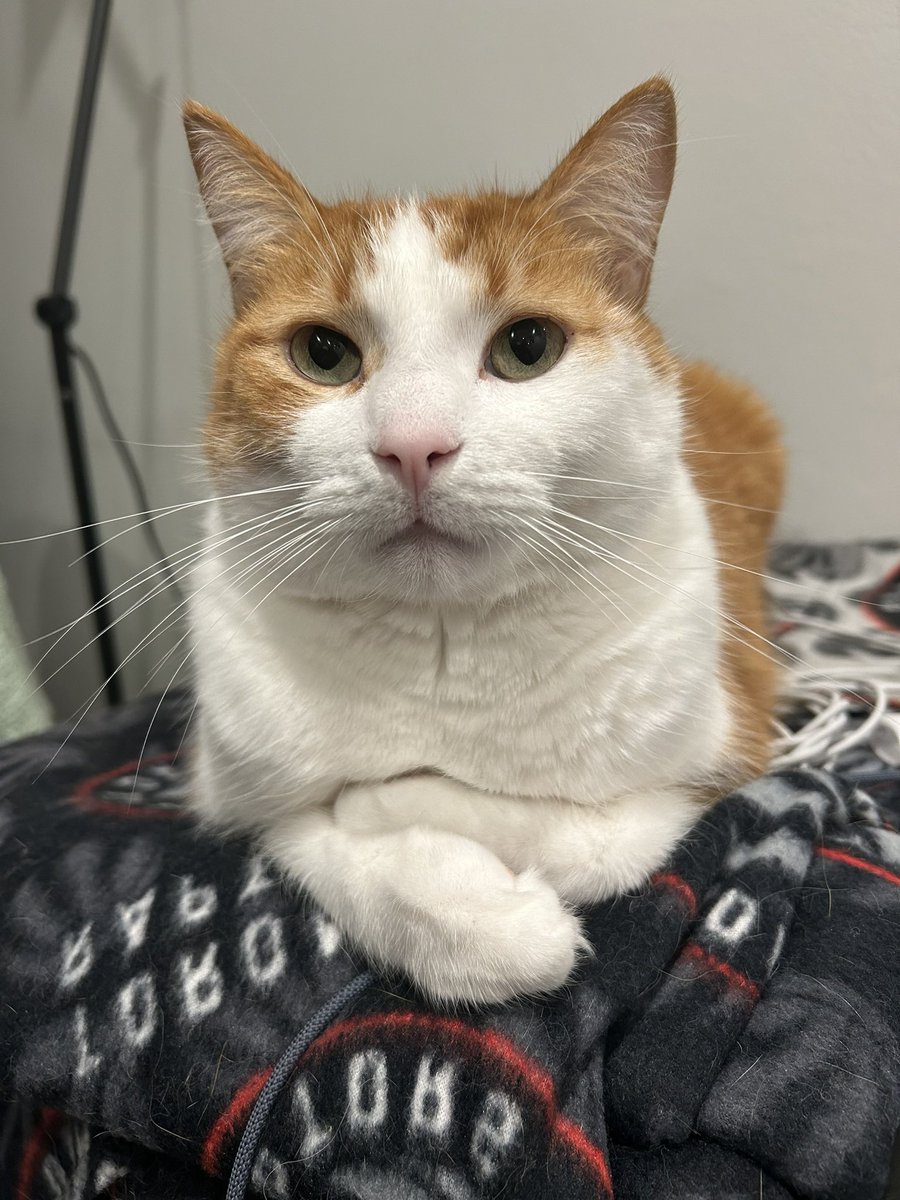 Walter is a distinguished gentleman with his Toronto Raptors blanket.
