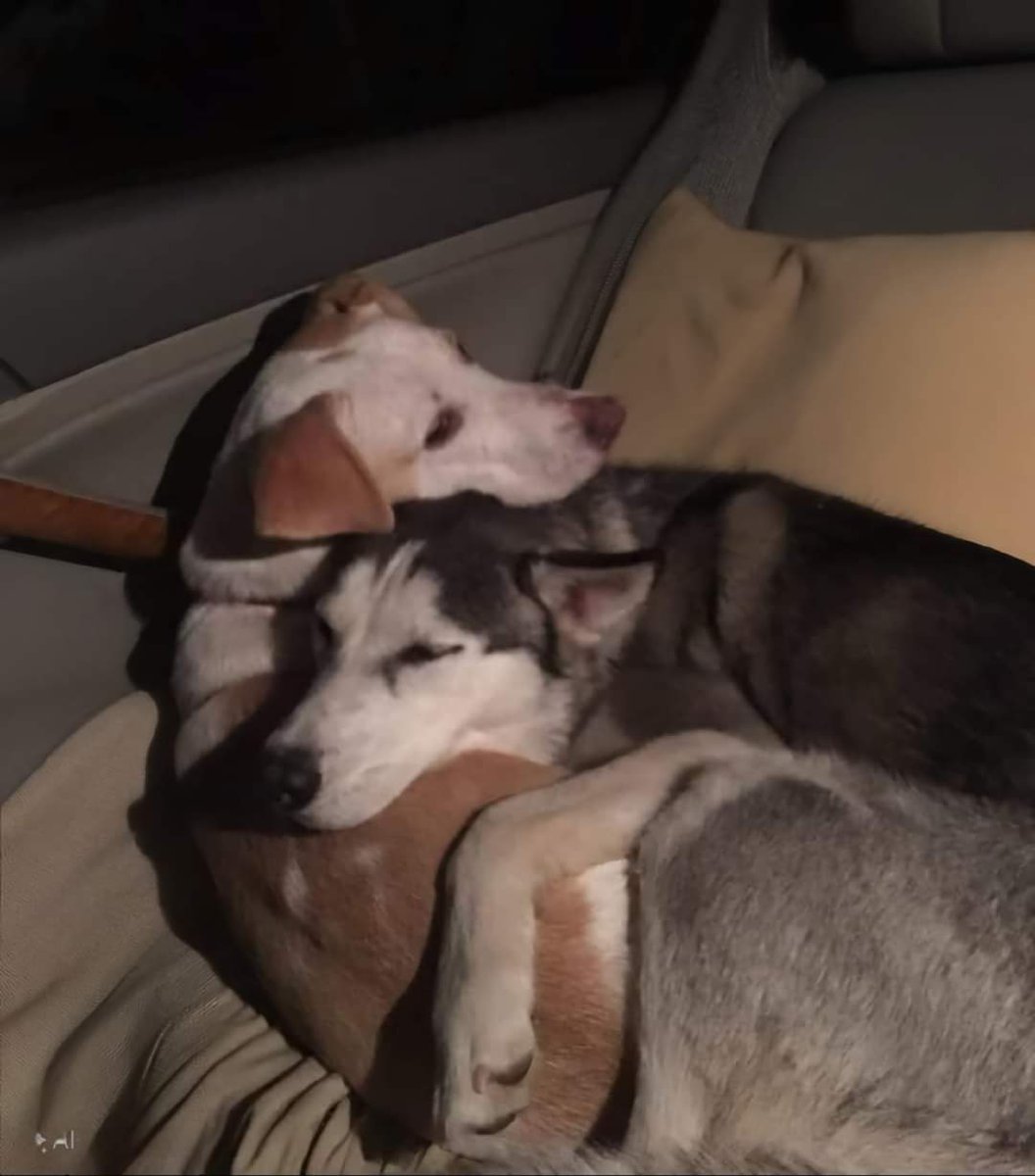 They spent 1 month apart. The second they hopped in the car together, they cuddled up like this. Best friends don't need words - just each other. ❤️