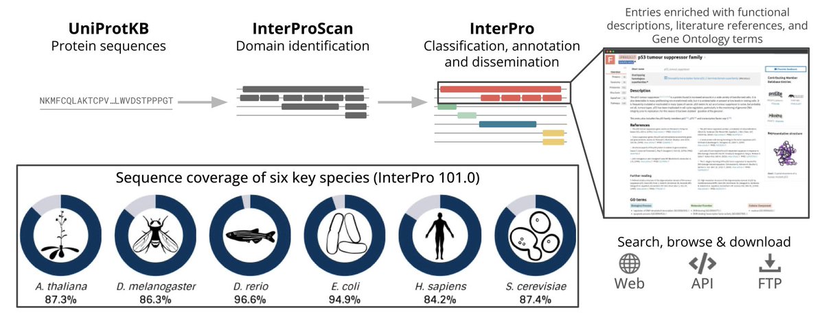 Biology+AI Daily (@biologyaidaily) on Twitter photo InterPro: the protein sequence classification resource in 2025 <a href="/NAR_Open/">Nucleic Acids Res</a>
1. InterPro version 101.0 provides a comprehensive resource for protein sequence classification, integrating over 84,000 predictive models (signatures) from 13 databases, covering more than 80% of InterPro: the protein sequence classification resource in 2025 <a href="/NAR_Open/">Nucleic Acids Res</a>
1. InterPro version 101.0 provides a comprehensive resource for protein sequence classification, integrating over 84,000 predictive models (signatures) from 13 databases, covering more than 80% of