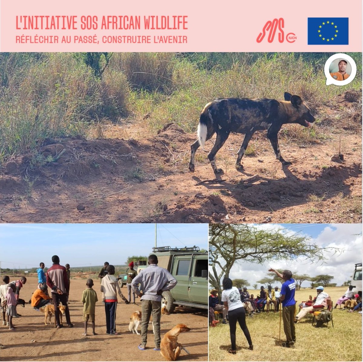 Dr. James ג'יימס ጄምስ (@le_ngatia) on Twitter photo Conservation message in grassroots community meeting, domestic dogs vaccinations all aimed at promoting African Wild Dog protection with thriving spaces.
<a href="/mpala_rc/">Mpala Research Centre / @mpalarc.bsky.social</a> <a href="/IUCNsos/">IUCN Save Our Species</a> #iucn Conservation message in grassroots community meeting, domestic dogs vaccinations all aimed at promoting African Wild Dog protection with thriving spaces.
<a href="/mpala_rc/">Mpala Research Centre / @mpalarc.bsky.social</a> <a href="/IUCNsos/">IUCN Save Our Species</a> #iucn