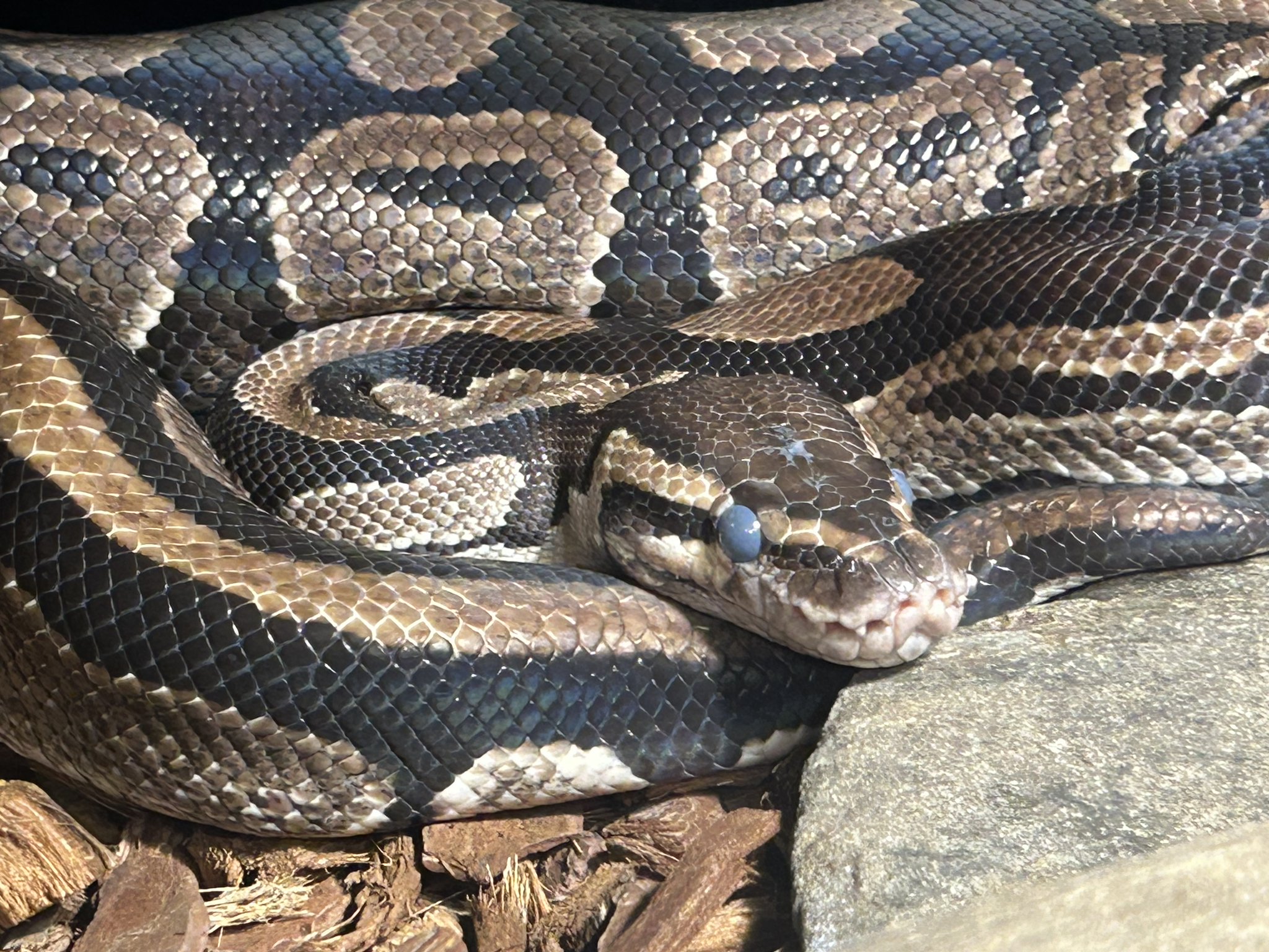 上野動物園［公式］ on X: 