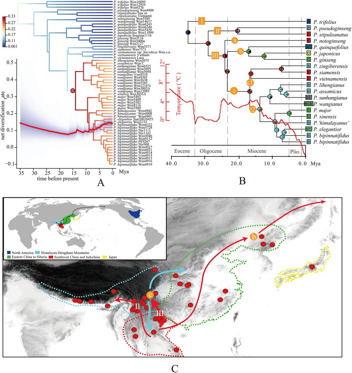 JournalSysEvo's tweet image. In this study of the #biogeographic history and distribution of the #ginseng genus, Zheng et al. find that #Panax originated outside the #Himalayan-Hengduan Mountains but diversified there after colonization.
doi.org/10.1111/jse.13… @WileyEcolEvol #evolution #JSE #phylogenetics