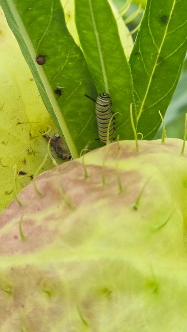 Watch 𝗔𝘀𝗶𝗿𝗶 🐙 𝗢𝗰𝗲𝗮𝗻 🌊's leaked NSFW photo on TwXstars