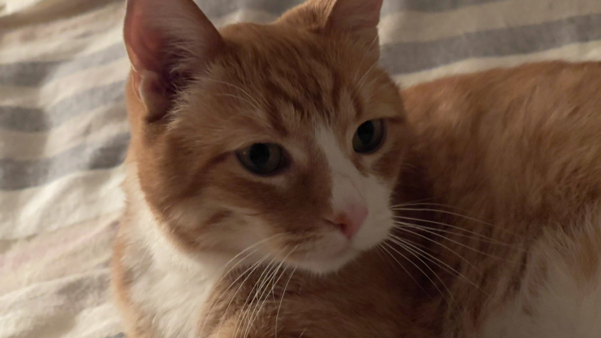 suzbart's tweet photo. @gingertomtony Tony says Hi, Tony! https://t.co/ZocVvCUhIk
