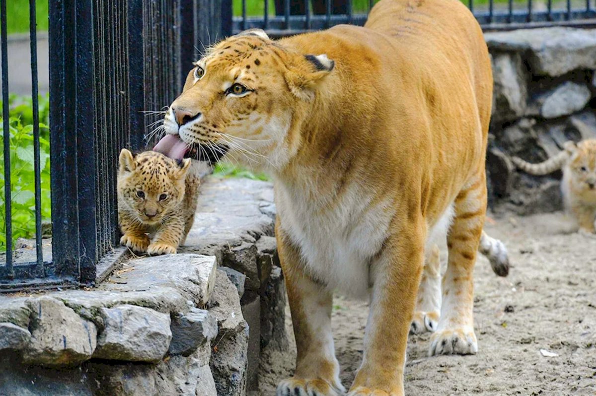 ตามติดชีวิตAnimal tweet media