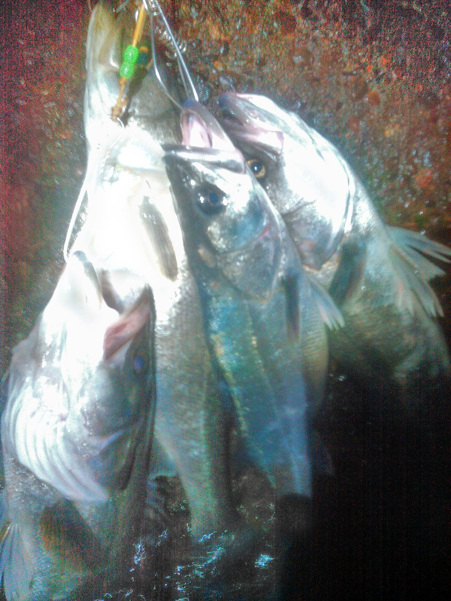 TaroTaro_2720's tweet photo. 過去の釣果から。
彼らは信じられないほどの体高で、10分くらい見惚れていた記憶がある。
魚の写真を撮るのはただの記録であり見栄えはどうでもよかったが、もっと美しく撮るべきだった🥺
#釣り #釣り好きな人と繋がりたい #シーバス #シマノ #ダイワ #shimano #daiwa #reath #fishing https://t.co/m8WdUcEZOR