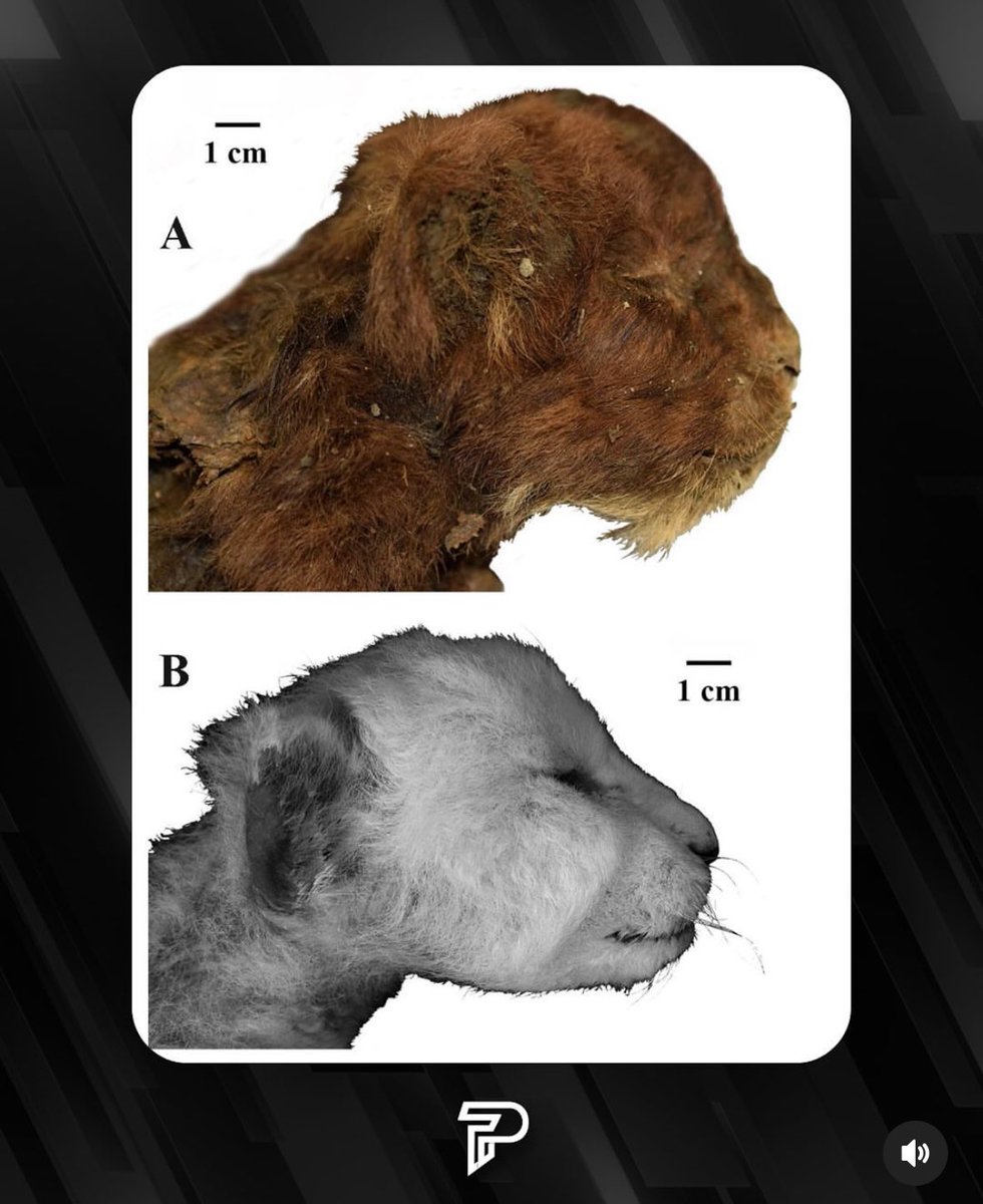 manumanito's tweet photo. Acaban de encontrar a el primer bebé de dientes de sable casi intacto con 32 mil años de antigüedad y su pelaje como lo llevaba en vida.
Muy bonito y todo, la cosa es que lo encontraron así por el deshielo del permafrost y gracias al calentamiento global.
Michis prehistóricos di. https://t.co/OclFDxYgVm