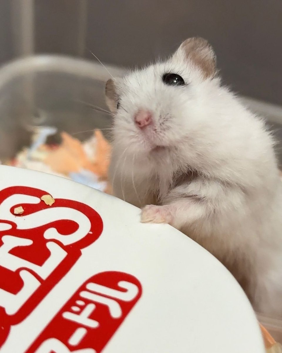 TweetsOfHamster's tweet photo. https://t.co/gunpdkcg9m