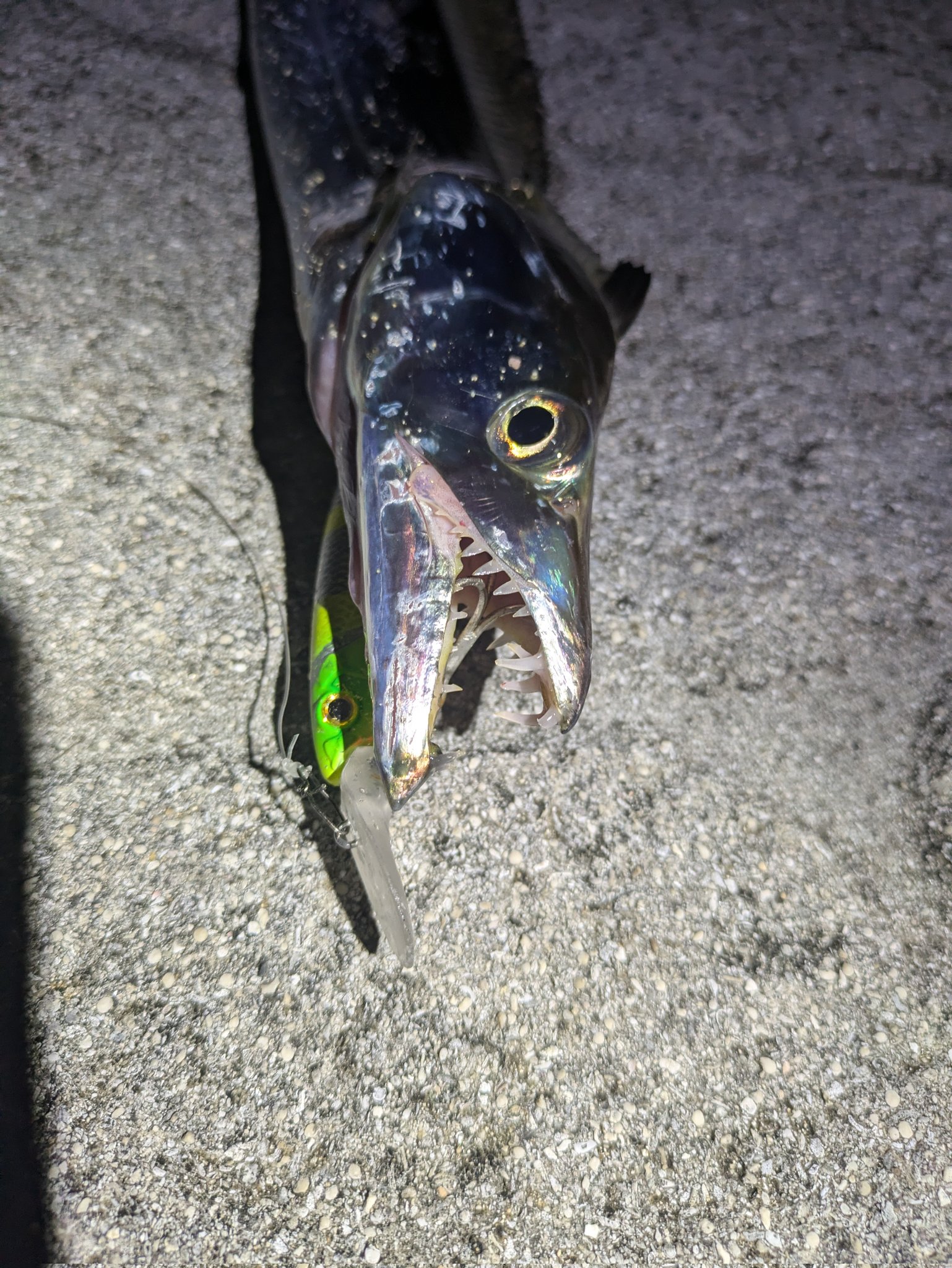 azusa70l azusa70l ホッツ Azusa アズサ 70L azusaロッド70L ホッツ