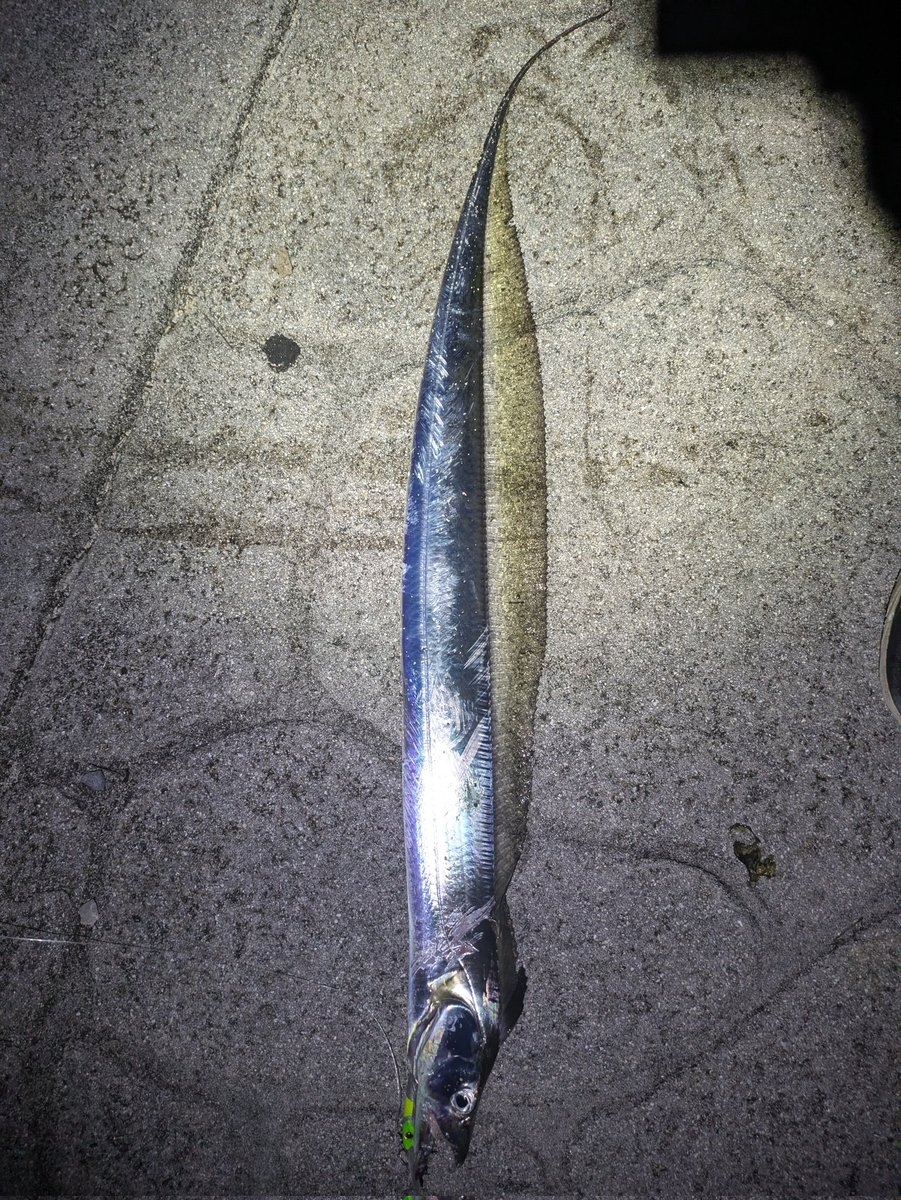 jedi8117's tweet photo. 一人寂しくタッチー釣り😂仕込み途中だったので、その後は不明😂相変わらずダイソーロングビルミノーは釣れる👍
#エピドゥブレ
#エピドゥカップ
#エピドゥブレタチウオバーガー
#FIDELITY
#AZUSA70L
#ダイソーロングビルミノー https://t.co/SquirGq92V