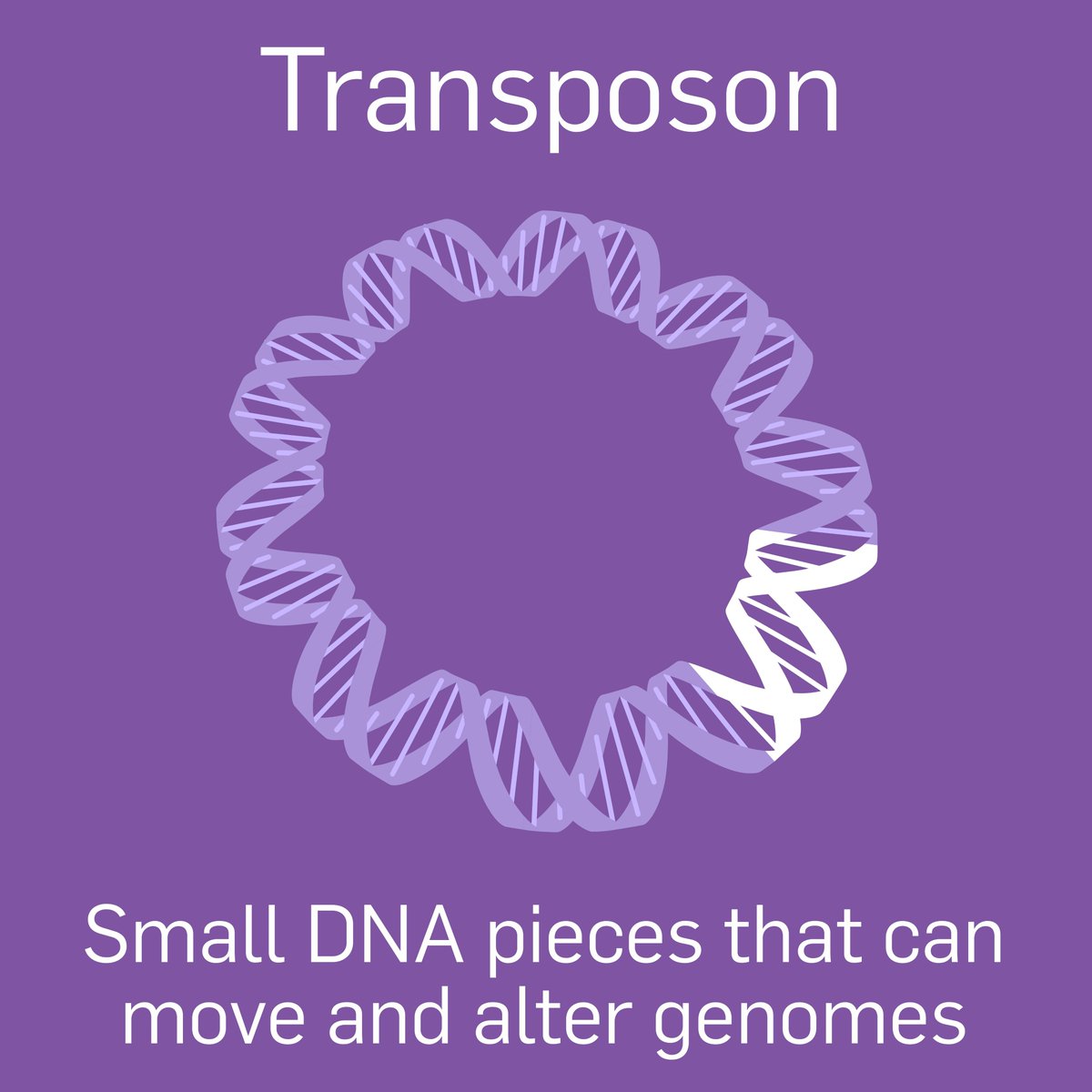 PHFScience's tweet photo. It's day 4 of #AntimicrobialAwarenessWeek (#WAAW): Composite transposons are another way #AntimicrobialResistance (#AMR) genes spread. These ‘jumping genes’ move resistance genes within and between bacterial DNA, increasing bacterial resistance to #Antibiotics! 🧵 https://t.co/EijMTgIira