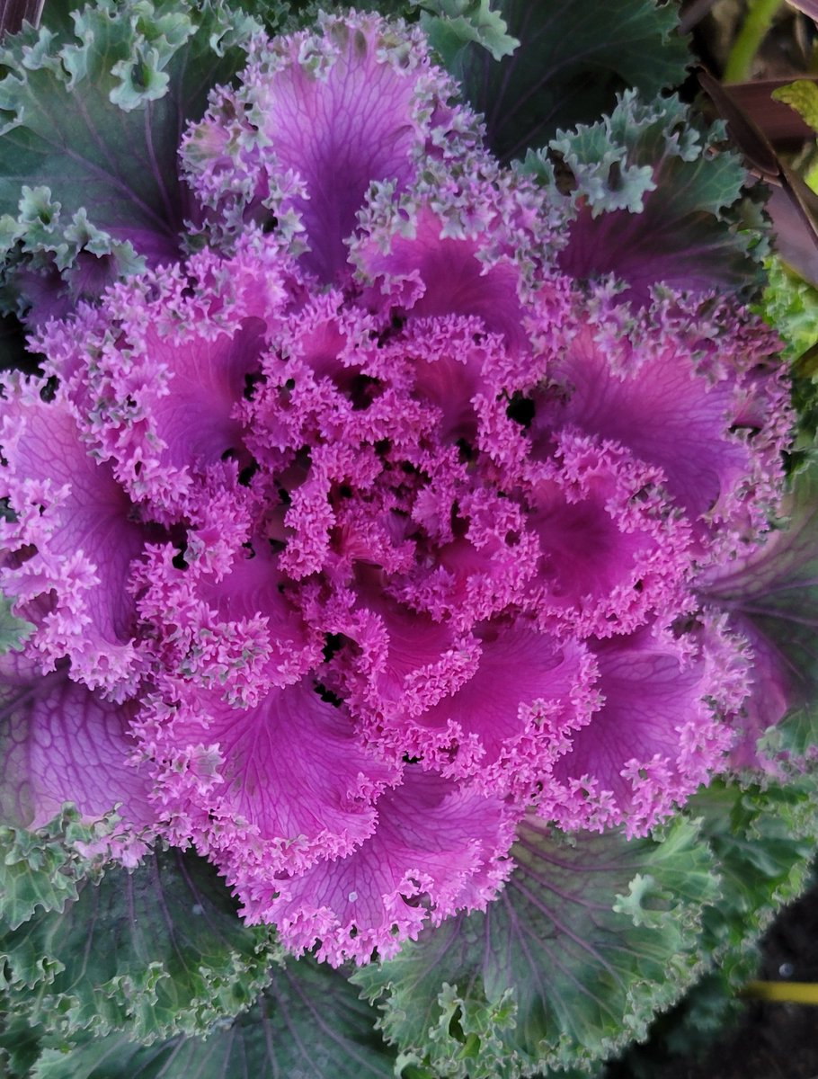 isabeloregon's tweet photo. Que bello! #floresdeinvierno https://t.co/TyGYgwMjII