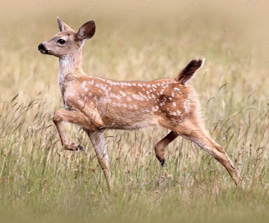 Deerposts tweet media