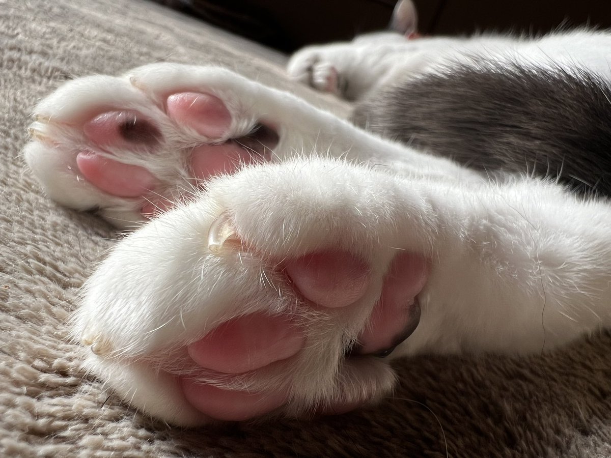 raise_bag's tweet image. \コンニチハ/

#豊岡 はとてもいい天気で暖かいです！

お昼に家へ帰るとうちの #猫 が
ホットカーペットの上でとろけてました〜

自分もお昼寝したい気分になりました、、。
うらやましい

お昼からも仕事頑張りましょう🐈

#企業公式
#企業公式交互フォロー
#肉球
#アポロチョコ みたいな色。笑